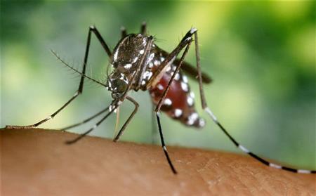 Articolo BMJ su Sorveglianza della microcefalia come risposta allo Zika virus